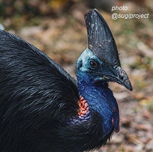 The southern cassowary The southern cassowary